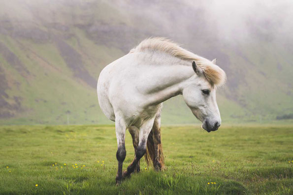 white horse on paddock