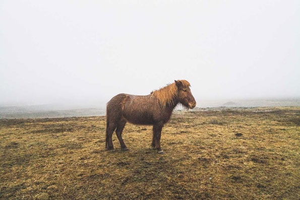 icelandic brown horse on paddock