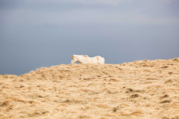 white horse behind hill covered in hay