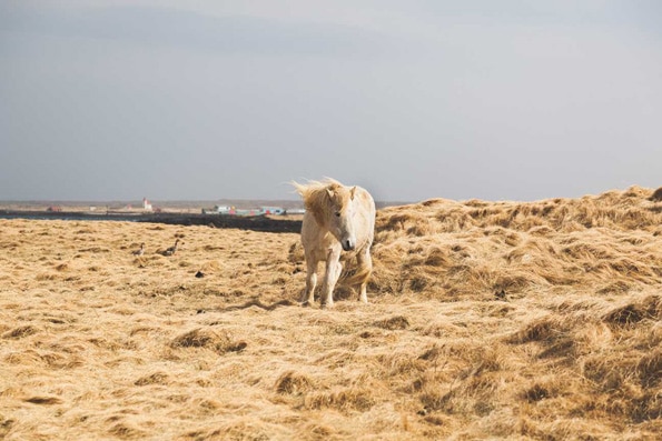 white horse on hay paddock