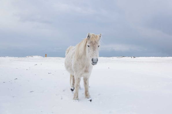 white horse on snow