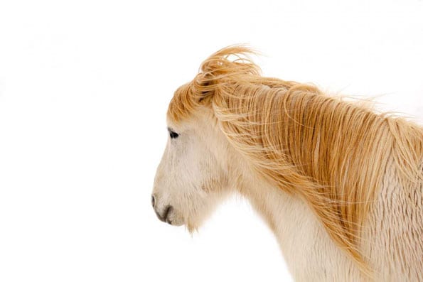 white horse head golden mane