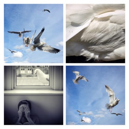 The Birds © Zoe Norfolk
