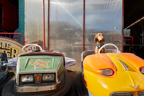 Goofy at the yard © Zoe Norfolk