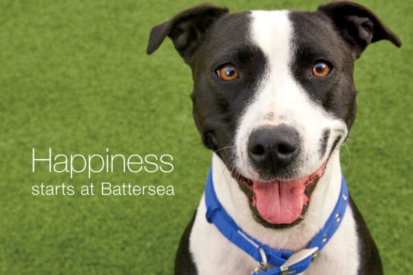 Angelina Battersea Dogs Home © Jo Sax