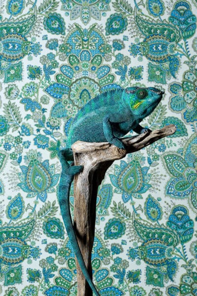 Blue Panther Chameleon © Jo Sax