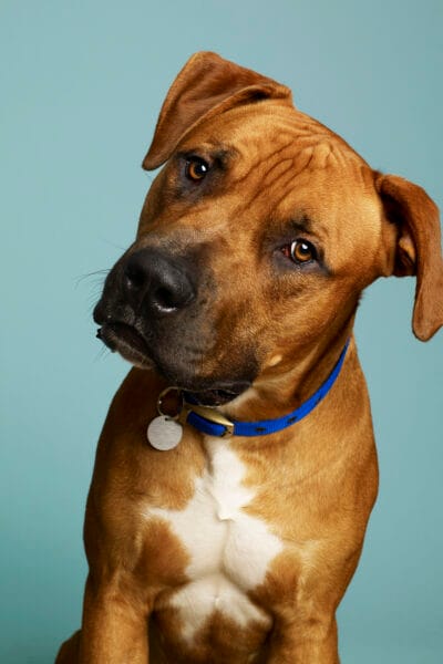 Brown Dog © Jo Sax