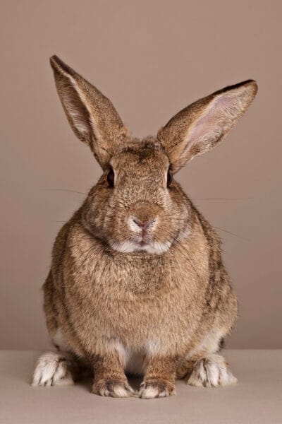 Brown Rabbit © Jo Sax