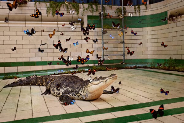 Crocodile at Victoria Baths © Jo Sax