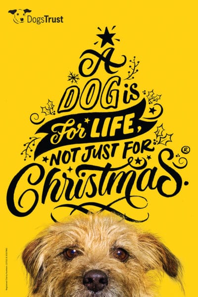 Dogs Trust Not Just For Christmas © Jo Sax