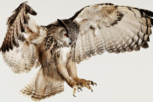 Eagle Owl © Jo Sax