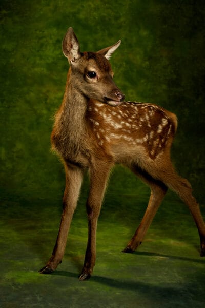 Flora the Fawn © Jo Sax