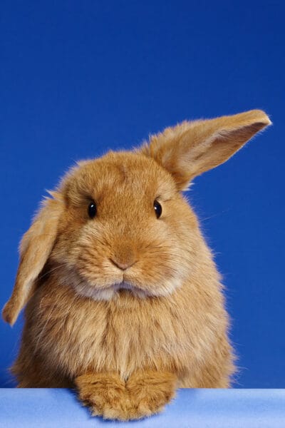 Funny Bunny © Jo Sax