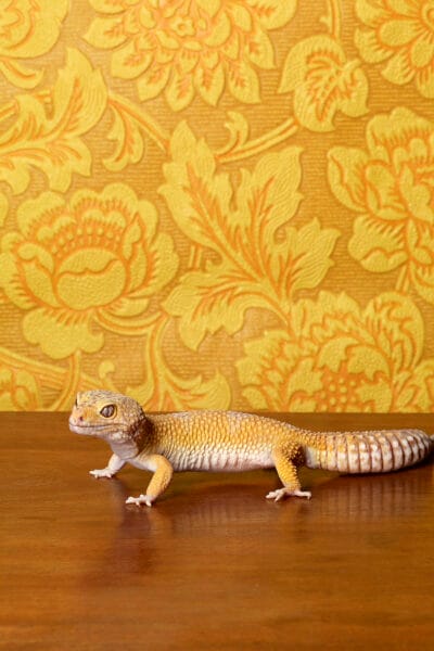 Gecko © Jo Sax