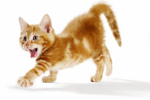 Ginger Kitten © Jo Sax
