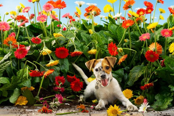 Jack Russell Nexguard Campaign © Jo Sax