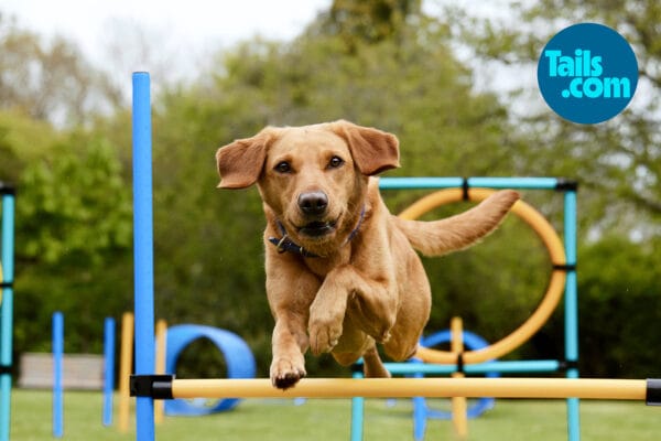 Leaping Labrador for Tails © Jo Sax