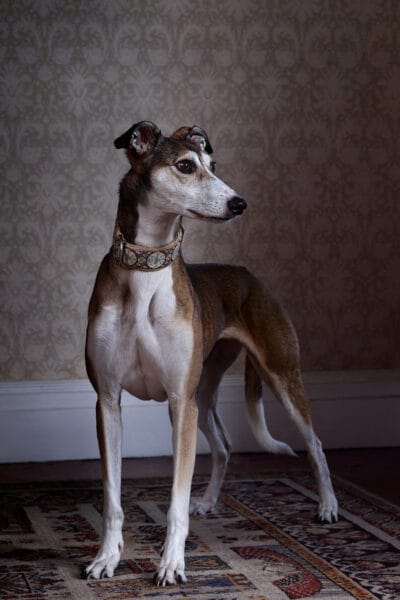 Lotty Lurcher © Jo Sax