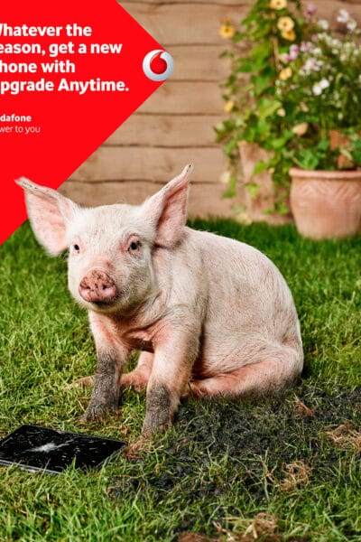 Piggy Sue © Jo Sax