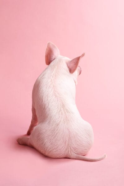 Pink Piglet © Jo Sax