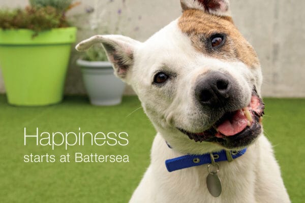 Spencer Battersea Dogs Home Smile Campaign © Jo Sax