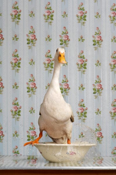 Splashy Duck © Jo Sax
