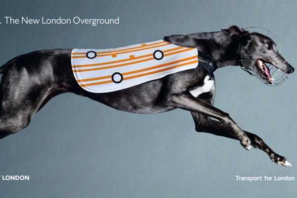 TFL Greyhound © Jo Sax
