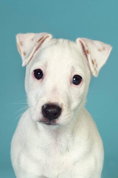 White Puppy © Jo Sax
