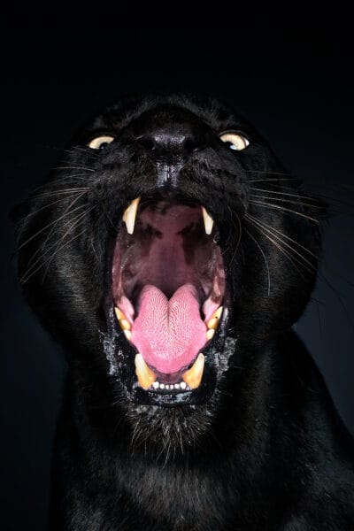 Black Panther © Jo Sax