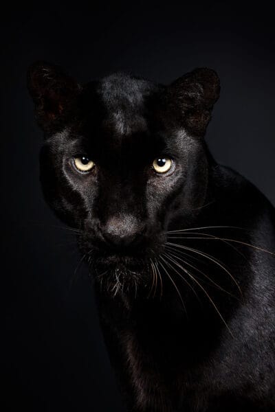 Black Panther Stare © Jo Sax