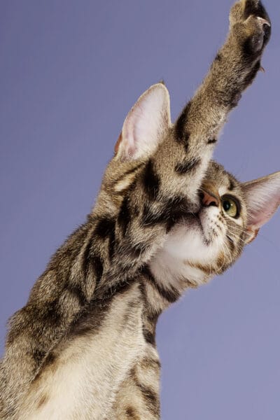 Tabby Kitten © Jo Sax