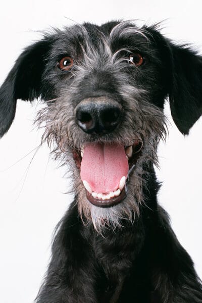Lurcher © Jo Sax