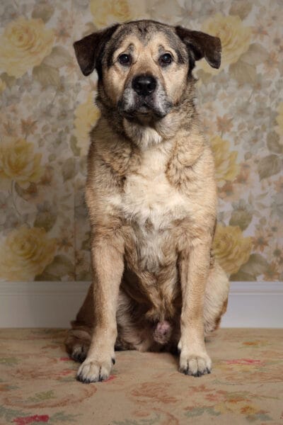 Many Tears Alfie © Jo Sax