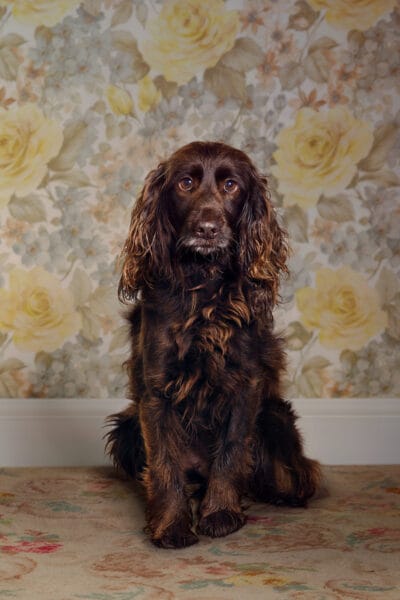 Many Tears Saffy © Jo Sax