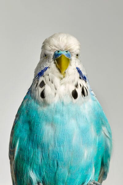 Blue Budgie © Jo Sax