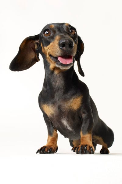 Daschund © Jo Sax