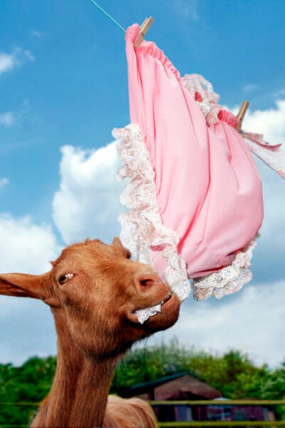 Goat Knickers © Jo Sax